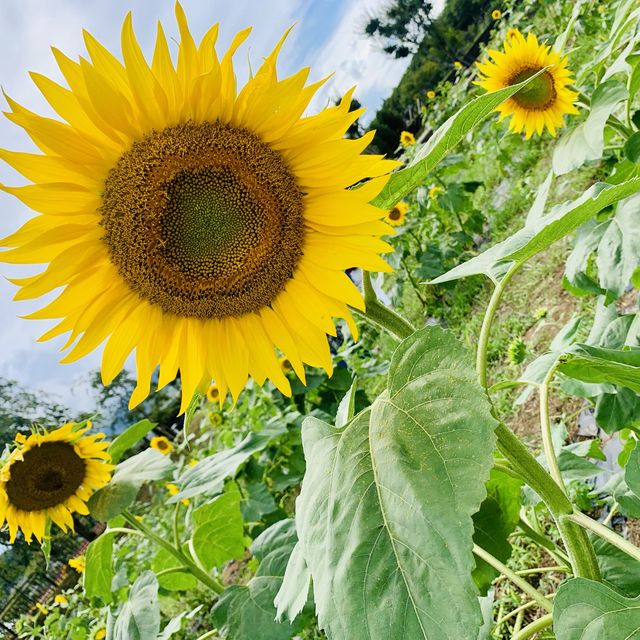 【山梨】山中湖 花の都公園