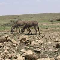 wildss at Ngorongoro 