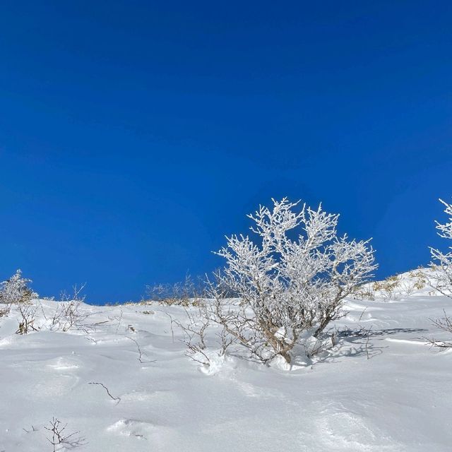 믿을 수 없는 눈꽃여행, 덕유산 향적봉에서