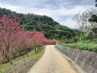 【桃園】復興景點-悠然秘境小屋賞櫻