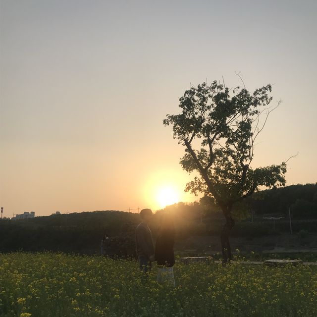[대구] 또 다른 느낌의 유채꽃밭🌼 ”하중도”