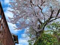 京都　SAKURA 桜めぐり❗️JR山科駅〜毘沙門堂まで散策してみた！