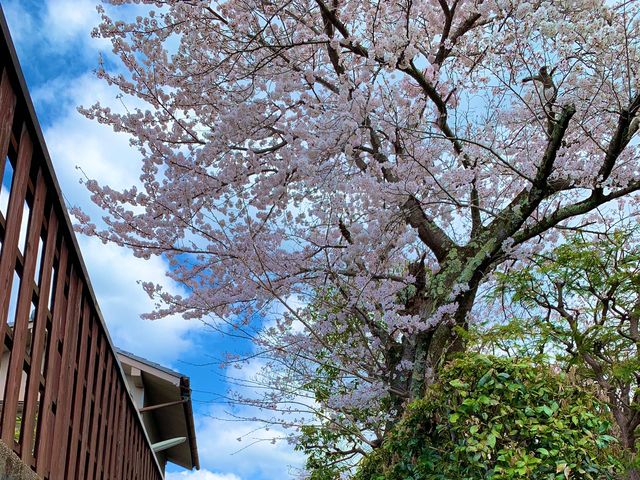 京都　SAKURA 桜めぐり❗️JR山科駅〜毘沙門堂まで散策してみた！