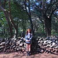 제주 산책길 추천 “비자림”