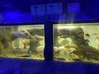  Monsters aquarium pattaya  สวนสัตว์ในร่ม