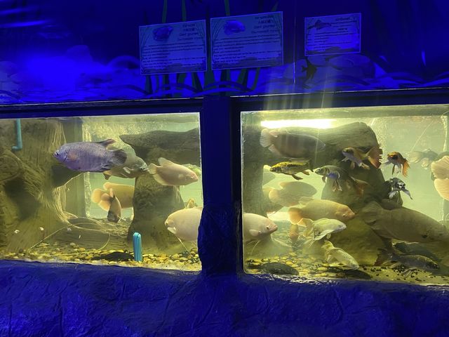  Monsters aquarium pattaya  สวนสัตว์ในร่ม