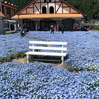 フォトジェニックな花畑　洲原ひまわりの里