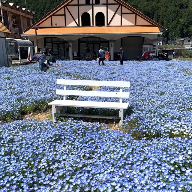 フォトジェニックな花畑　洲原ひまわりの里