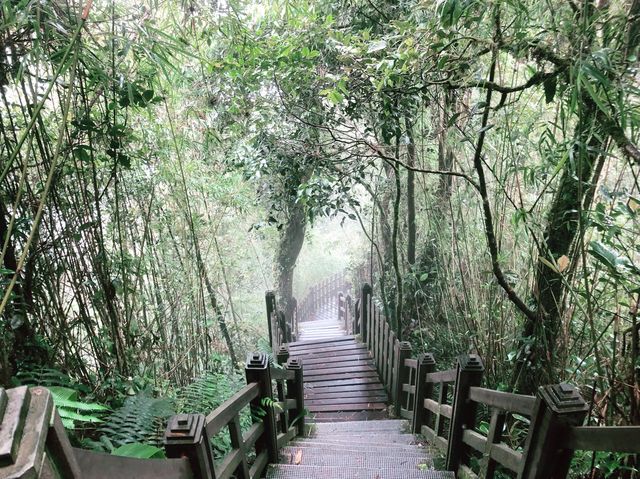 MOSSY FOREST (Cameron Highland)