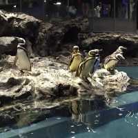 【東京】東京スカイツリーのすみだ水族館
