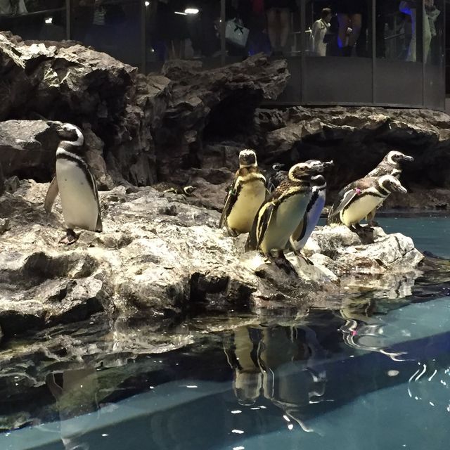 【東京】東京スカイツリーのすみだ水族館