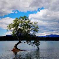 South Island Beauty Of New Zealand