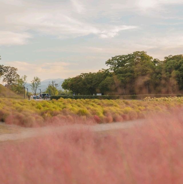 🌸핑크빛 물결이 넘실거리는 풍경과 한국의 조화 [경주, 첨성대]