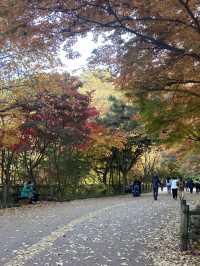 멀리갈 필요가 어디있나요? 서울 N타워에서 단풍 구경하면 되죠🍁