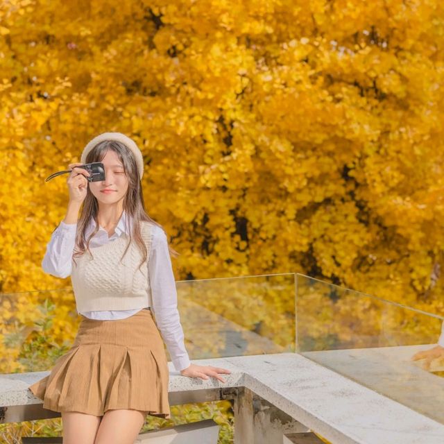💛은행나무가 가득히 피어난 가을갬성 카페[서울, 잔다리로63] | 트립닷컴 서울 💛은행나무가 가득히 피어난 가을갬성 카페[서울, 잔다리로63]... 