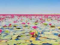 RED LOTUS SEA 