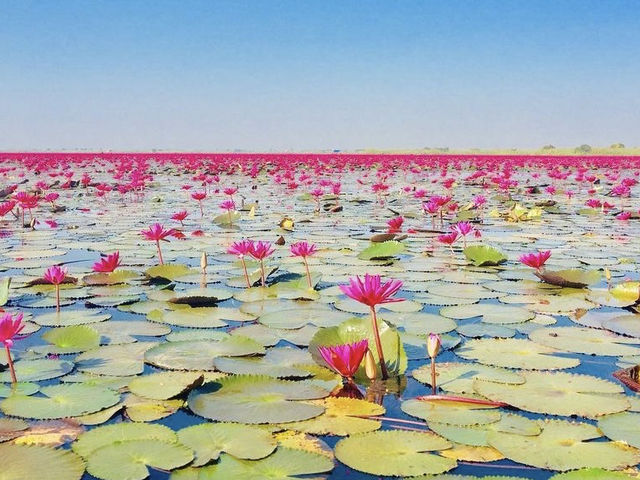 RED LOTUS SEA 