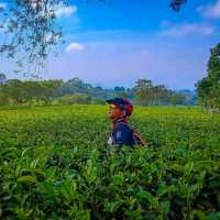 Wonosari tea garden