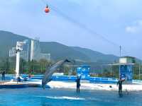 [🇰🇷, 거제] 거제 씨월드 벨루가 수중공연 🐋