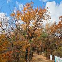 [Voyage 61] 계양산의 아름다운 가로수길🍁🍂