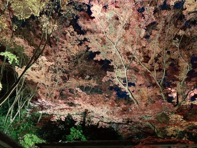 京都[紅葉めぐり]   幻の紅葉　瑠璃光院