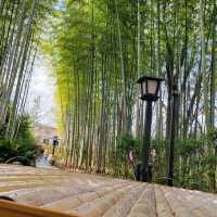 【修善寺】竹林の小径