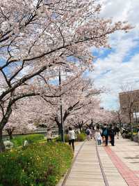 桜の名所【汽車道】