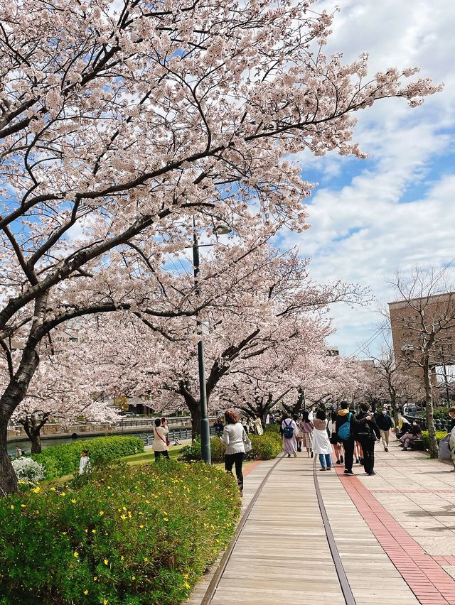 桜の名所【汽車道】
