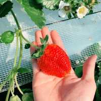 Strawberry picking