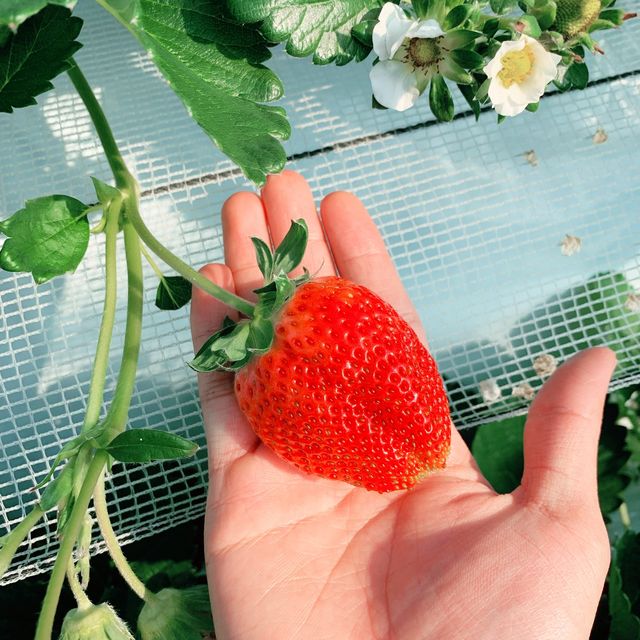 Strawberry picking