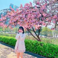 보라매공원 겹벚꽃 보러가세요🌸💓🌸