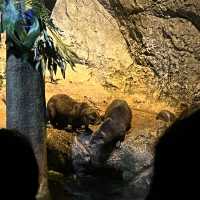 近距離欣賞海底世界的水族館！