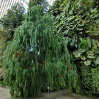 Cloud Forest