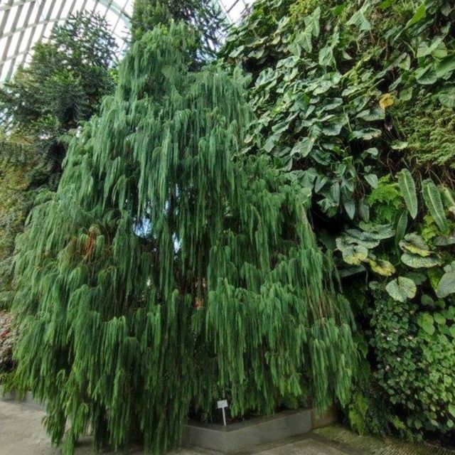 Cloud Forest