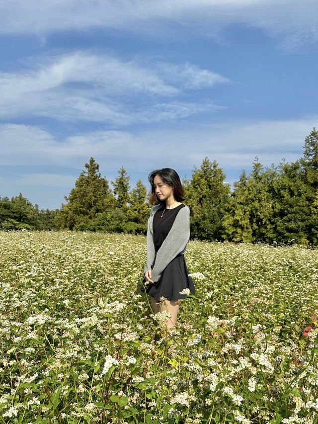[제주] 애월 무료 여행지, 도깨비 생각나는 메밀밭🌱