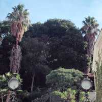 Lisbon- city of flowers and trees