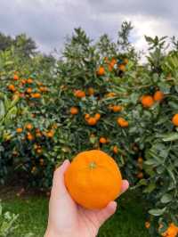 Tangerine picking at Gyulhyanggi farm