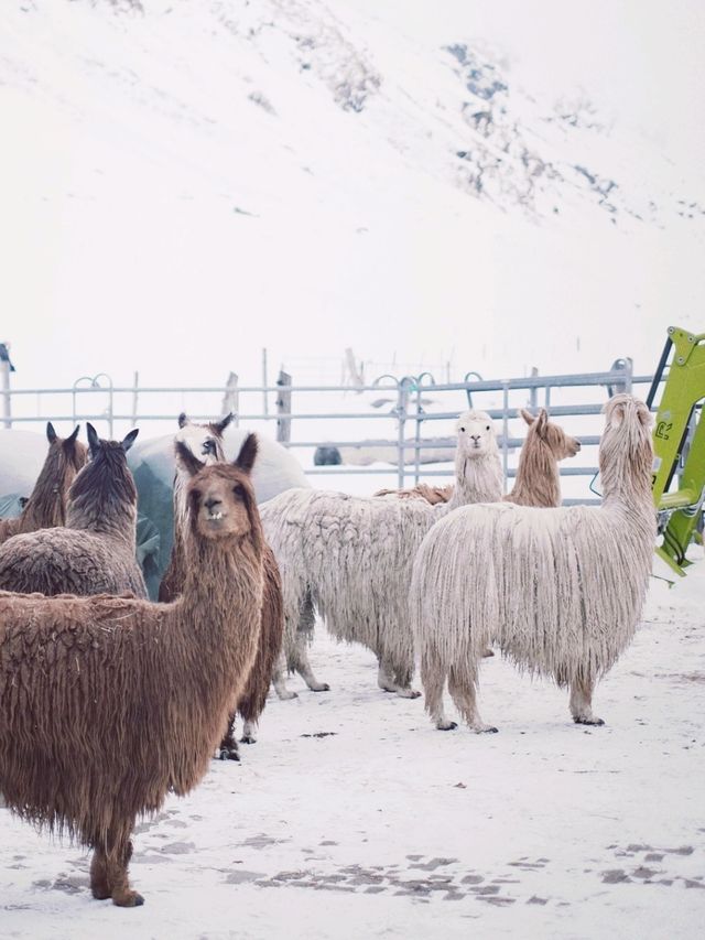 Alpacas in Sils Maria's Vax-Valley