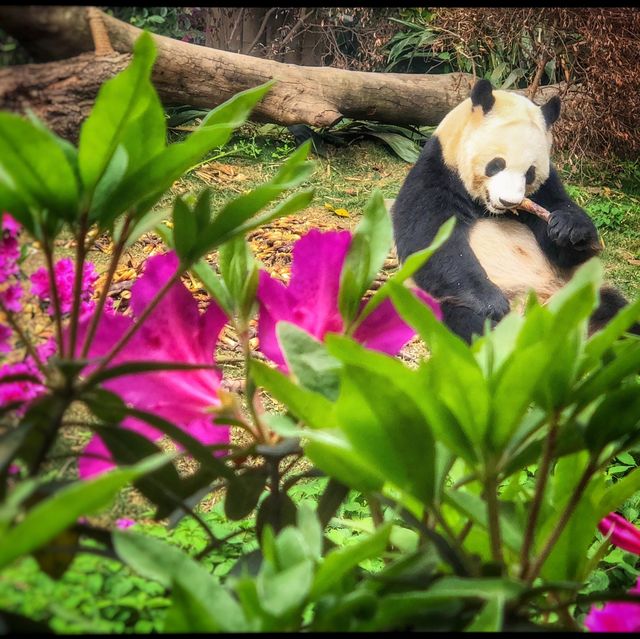 Pandas 🐼 in Chengdu. 