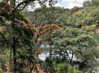 Seeing greenery & rare plants of Zhenshan 