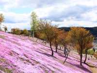 日本北海道東藻琴芝櫻公園