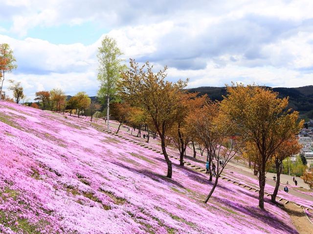日本北海道東藻琴芝櫻公園