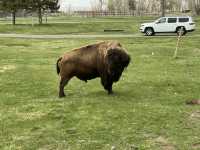 Yellowstone National Park in the United States.