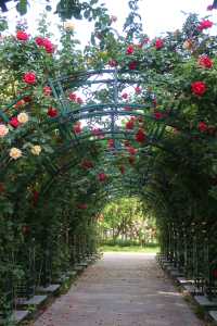 Fuyang's best place to enjoy roses in bloom - Delta Park.