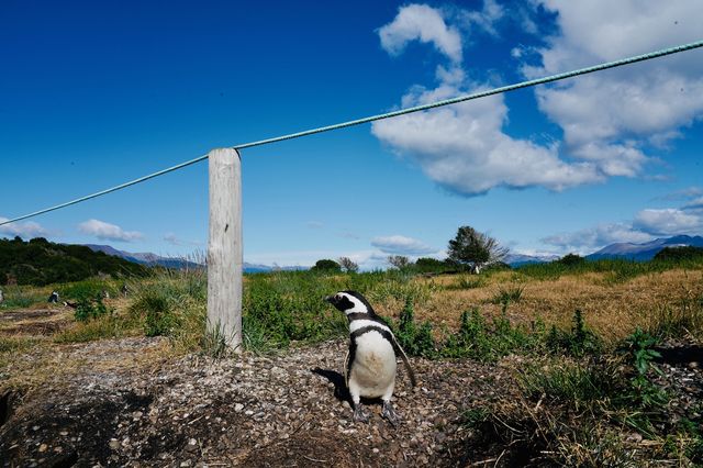 🇦🇷 Comprehensive guide on how to visit penguins' homes at zero distance.