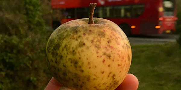Some Interesting Apples 2025 | Kestle Barton