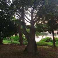 Sunset at Yishun Park