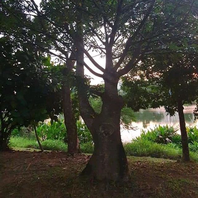 Sunset at Yishun Park