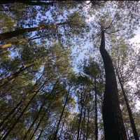 Wake Up in Nature