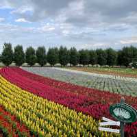 【北海道】富良野ならではのお花畑「ファーム富田」